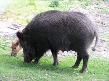 Afrykański pomór świń (ASF) u dzików