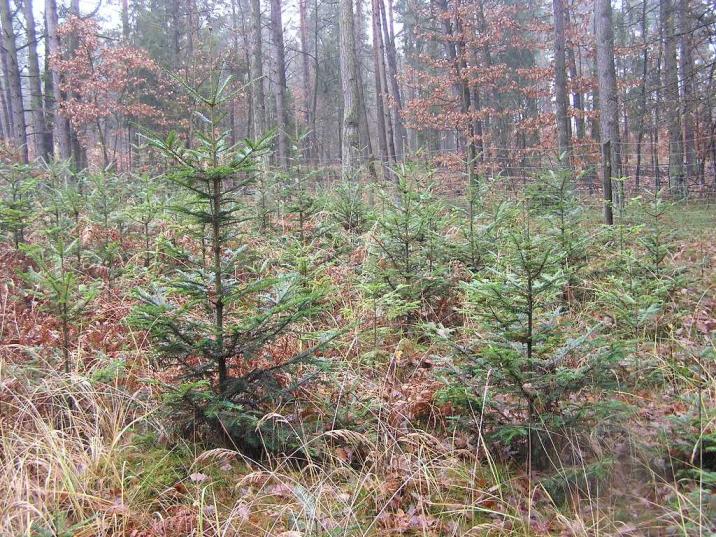 Ochrona lasu poprzez grodzenie upraw