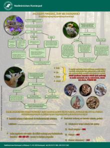 Jak pomagać dzikim zwierzętom