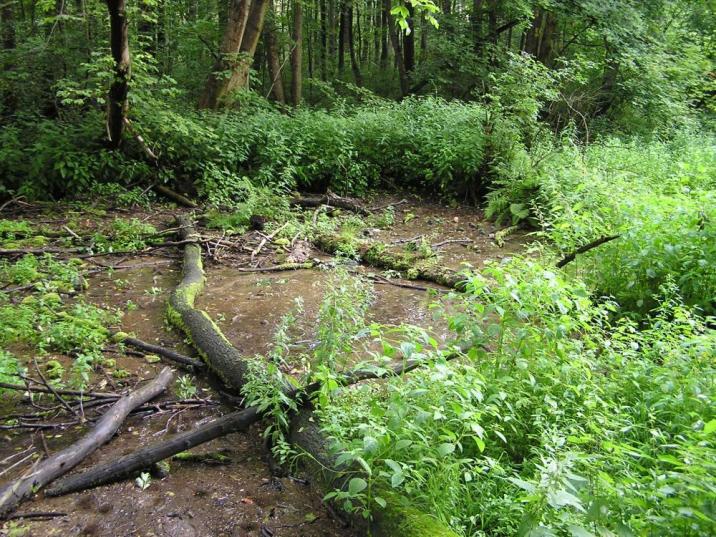 Źródlisko rzeki Rajecznicy