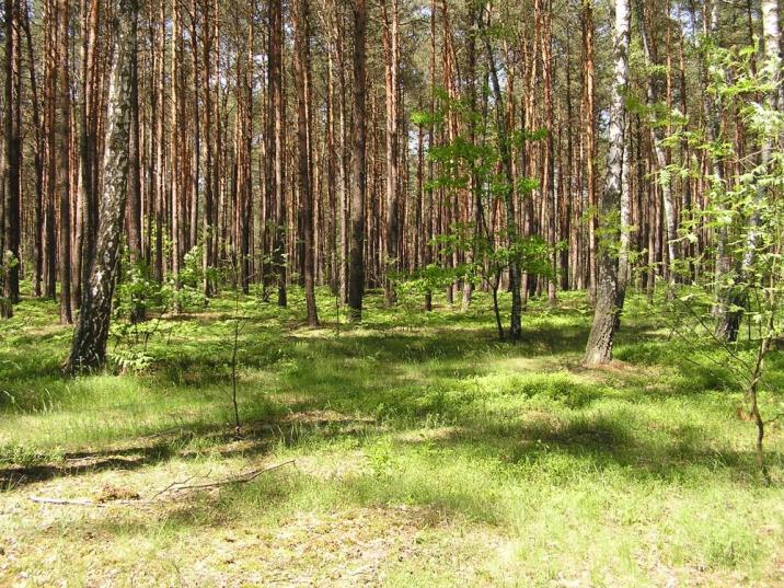 fot. archiwum Nadleśnictwa