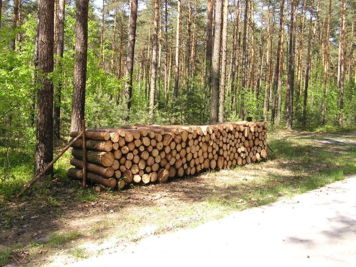 fot. archiwum Nadleśnictwa